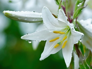 White, drops, water, Lily