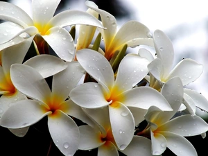 White, drops, water, Plumeria