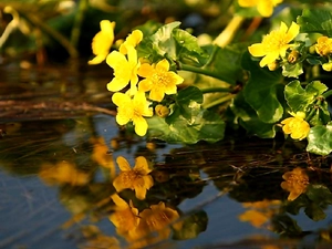 water, Flowers, Yellow
