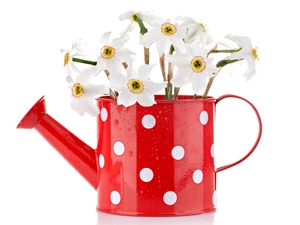 White, peas, red hot, watering can, narcissus