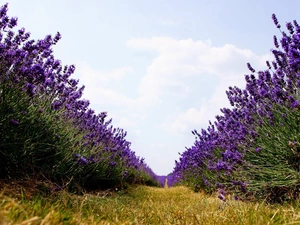 Way, Field, lavender