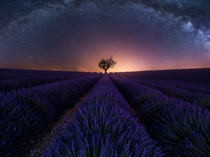 trees, Field, Star way, Night, star, lavender