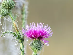 teasel, Colourfull Flowers, Web, dew, Buds, Pink