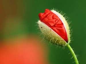 bud, red weed