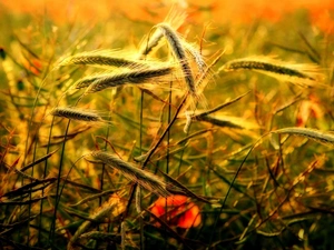 Ears, red weed