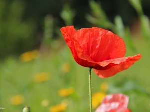 Red, red weed