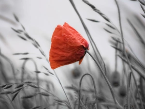 Red, red weed