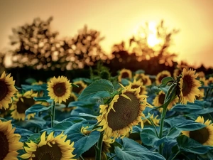 sun, Nice sunflowers, west