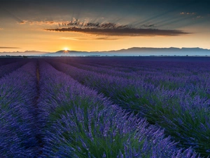 Field, France, west, Sun, lavender, Provence