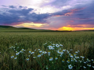 camomiles, Field, west, sun, Mountains, corn