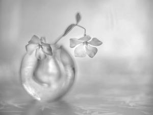 vase, Black and white, myrtle, glass, Flowers