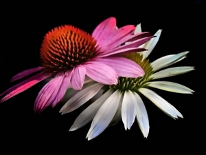 Two cars, Pink, White, Flowers