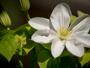 White, Clematis