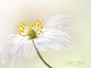 Wood Anemone, Close, White, rods, Colourfull Flowers