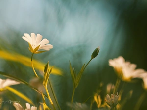 Colourfull Flowers, Cerastium, White