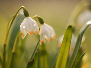 Colourfull Flowers, flurry, White