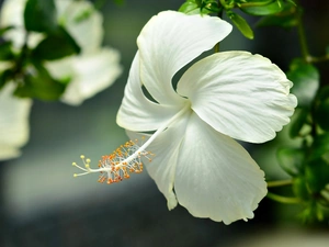 Colourfull Flowers, hibiskus, White