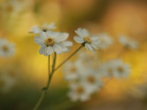 Colourfull Flowers, milfoil, White