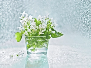 decoration, Campanula Portenschlagiana, White, Campanula