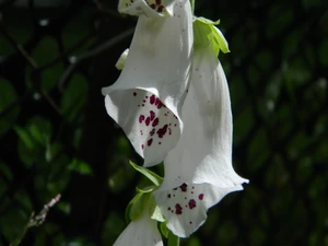 white, Flowers, digitalis