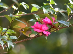 Bird, White Eye, camellia, japanese