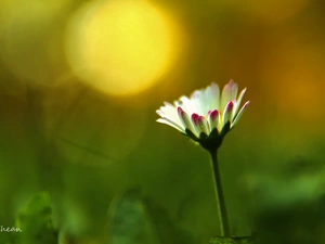 flakes, daisy, white and Pink