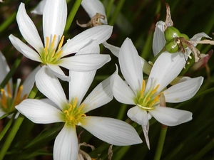 White, Flowers
