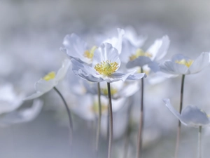 White, Flowers, forest, Grandiflorus, anemone