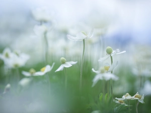 Flowers, Poppy Anemone, White