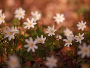 Flowers, Wood Anemone, White