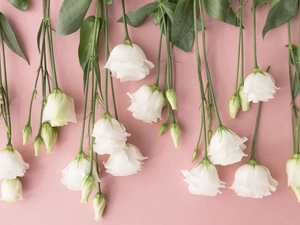 Buds, Colorful Background, White, Eustomy, Flowers