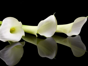 reflection, black background, White, Calla, Flowers