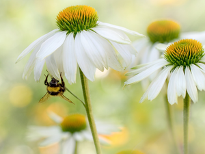 Flowers, echinacea, bee, White
