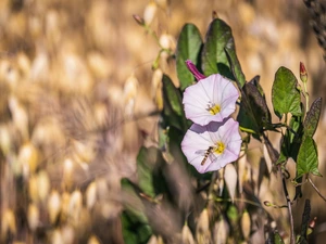 Flowers, Field Bindweed, White