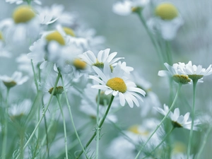 Flowers, Corn Chamomile, White