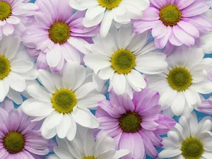 Flowers, lilac, Chrysanthemums, White