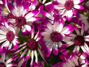 Flowers, purple, cineraria, white