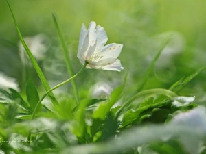 Colourfull Flowers, anemone, White