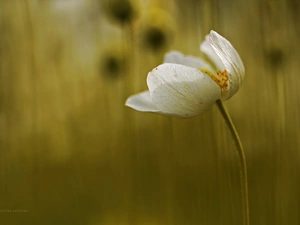 Colourfull Flowers, anemone, White