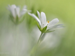 Colourfull Flowers, Cerastium, White