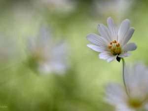 Colourfull Flowers, Cerastium, White