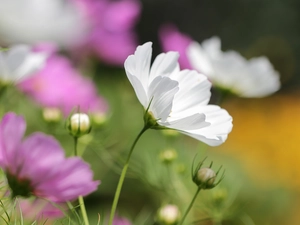 Colourfull Flowers, Cosmos, White