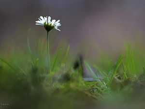 Colourfull Flowers, daisy, White