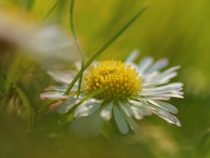 Colourfull Flowers, daisy, White