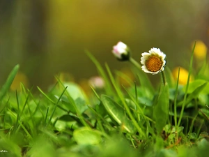 Colourfull Flowers, daisy, White