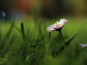 Colourfull Flowers, daisy, White