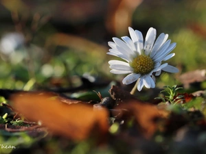 Colourfull Flowers, daisy, White