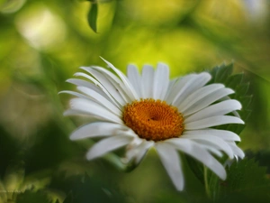 Colourfull Flowers, Daisy, White