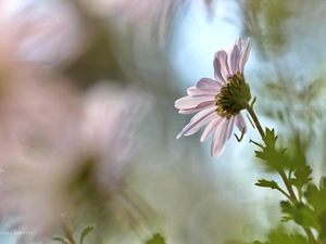 Colourfull Flowers, Daisy, White