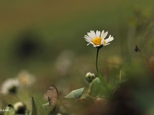 Colourfull Flowers, daisy, White